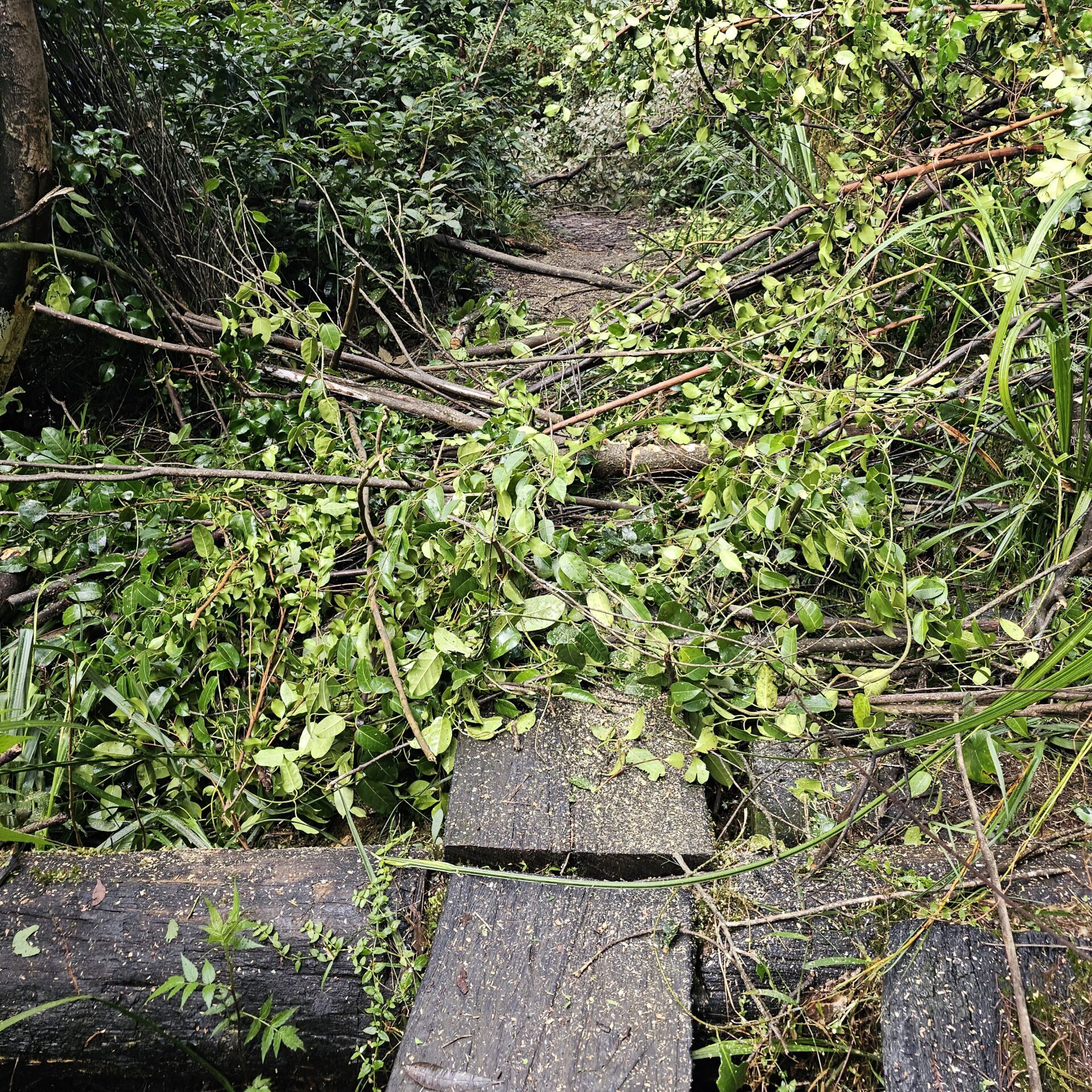 Overgrown vegetation